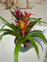 Tricolor Bromeliads