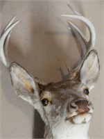 Deer Mount