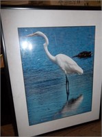 Great Egret Signed Photo by Peg Stearn