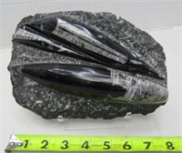 Orthoceras Fossil Rock Cluster w stand