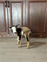 Boy-Nigerian Dwarf Goat-Registerable-BOTTLE BABY!