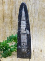 ORTHOCERAS DISPLAY ROCK STONE LAPIDARY SPECIMEN