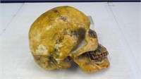 Model of Half of a Skull