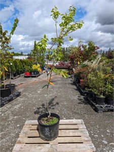 1 4-Variety Grafted Pear