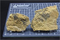 Manganese Dendrites on Limestone Warren Co MO