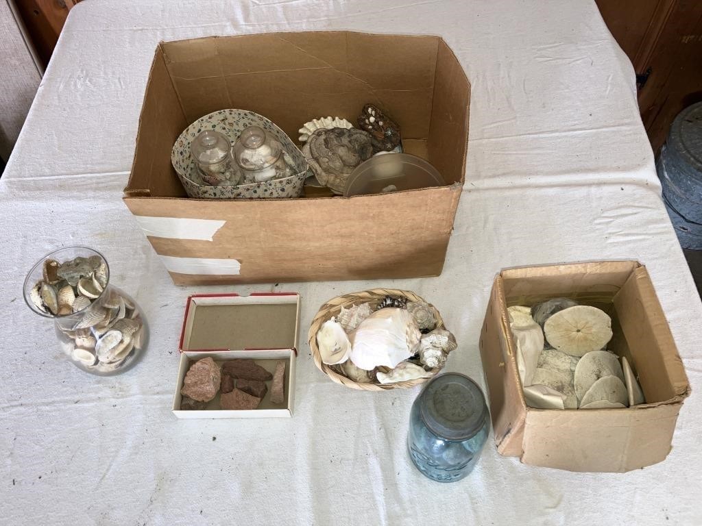 Assortment Shells/Sand Dollars/Badlands Rocks