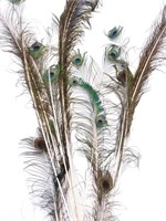 Peacocks Feathers & Decorative Pot