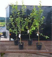 4 Honey Crisp Apple Trees