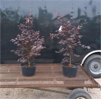 2 Japanese Red Maple Bloodgood Trees