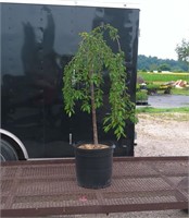 1 Weeping White Japanese Snow Fountain Cherry