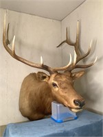 Elk Shoulder Mount