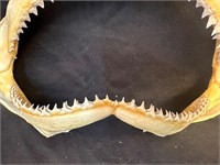 14" Authentic Shark Jaw