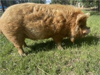 Boar-KuneKune-2yrs, proven,double wattled