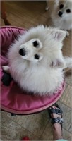 Male-Pomeranian Puppy-Intact,03/15/2024