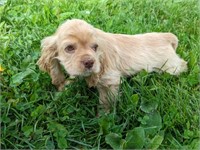 Male-Cocker Spaniel Puppy-04/11/2024