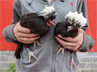 Pair-White Crested Black Bantam Polish