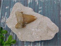 SHARK TOOTH ROCK STONE LAPIDARY SPECIMEN