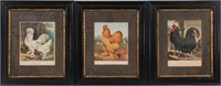 3 Framed Lithographs Cassell's Poultry Book