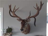 Mounted Red Deer Monarch Stag