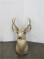 Mule Deer Mount 3x3