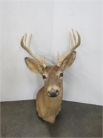 Whitetail Deer Mount 8pt.