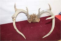 Vintage Antler Decor