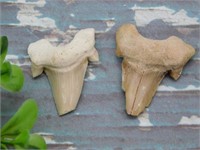 SHARK TEETH ROCK STONE LAPIDARY SPECIMEN