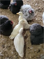 1-Dozen White call duck hatching eggs.