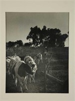 Esther Bubley. Photograph of Cows. n.d.