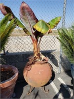 Live plant in terracotta planter w/ attached