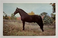 Vintage RPPC Postcard Black Morgan Stallion!