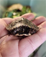 Unsexed, baby Ornate wood turtle