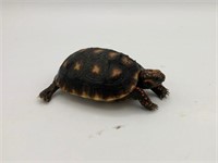Unsexed, Baby red foot tortoise