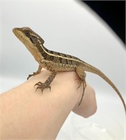 Juvenile Brown basilisk Lizard