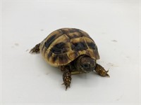 Unsexed, baby Hermann's tortoise