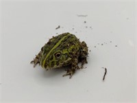 Baby African bull frog