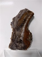 Polished Petrified Wood Specimen