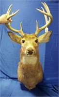 10 Point Buck Mount