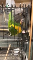 Quaker parrot