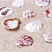 Kissitty 500 Grams Dyed Scallop Beach Sea Shell