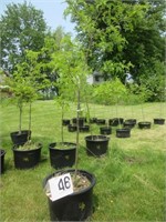 Honey Locust Tree