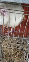 White Broad Breasted Hen Turkey