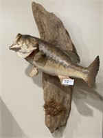 Wall Mount Bass - Taxidermy