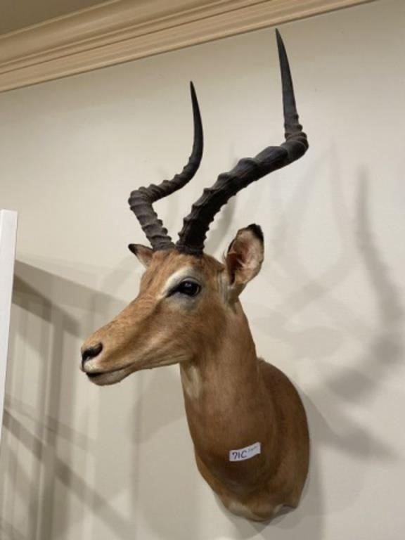 Wall Mount Impala - Taxidermy