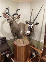 Gemsbok & Kudu - Taxidermy