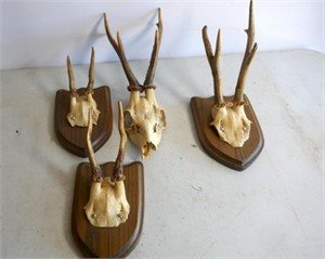 Quantity Mounted Antlers