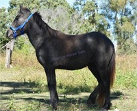 "Jedda" Yearling Clydesdale x Welsh Filly