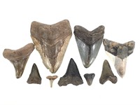 9 Assorted Fossilized Teeth