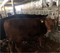 Number 117- Red Angus Heifer *Read Description