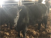 Number 109- Black Angus Steer *Read Description